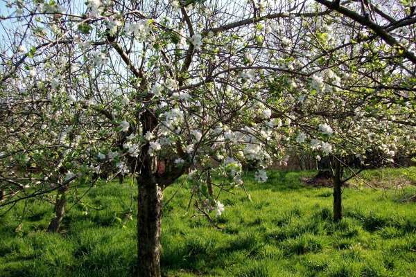 "Сад с цветущими абрикосами" 1888г.