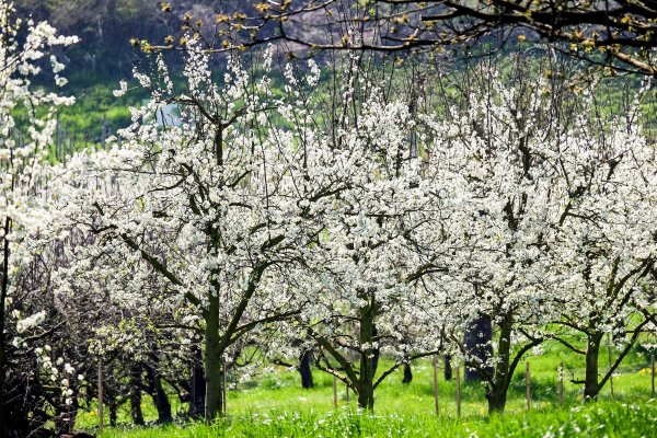 Цветущий Черешневый сад