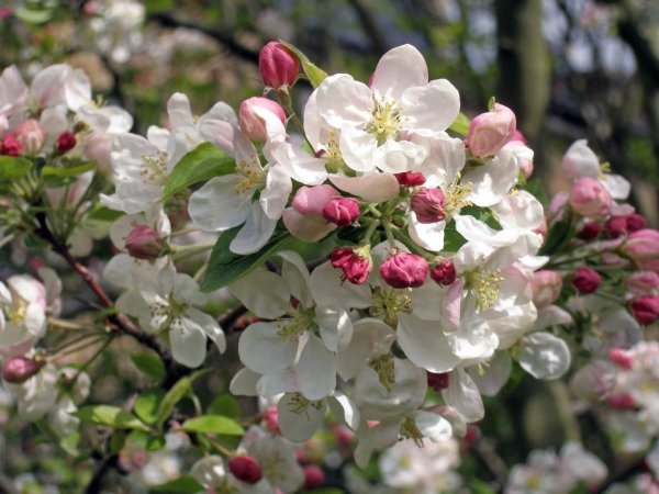 Дерево яблони Жарден