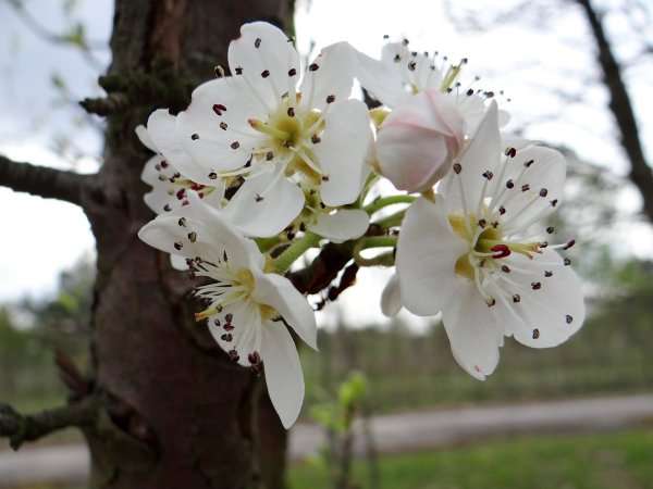 Черешня дерево цветет