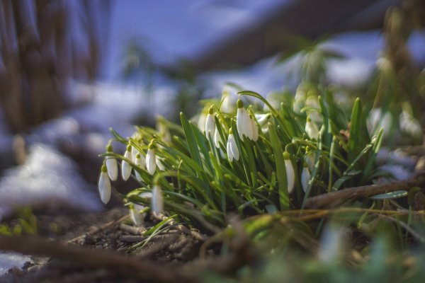 Весна проталины подснежники природа