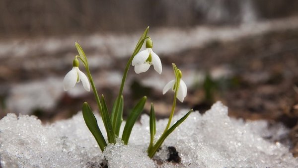 Соловьева Подснежник