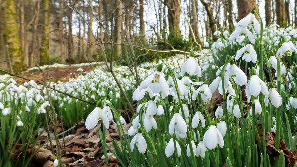 Весенние подснежники