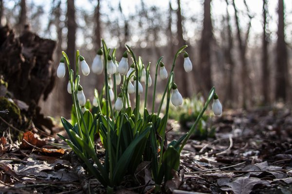 Зоя Александрова Подснежник