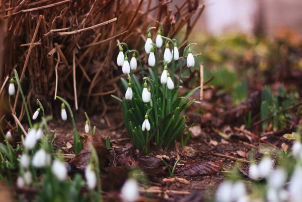 Крым подснежники в лесу