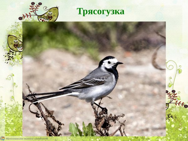 Трясогузка для детей