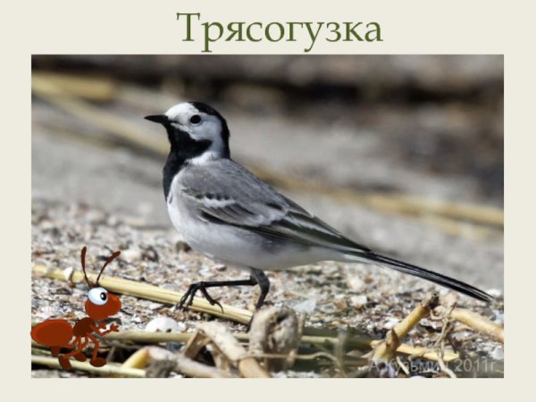 Трясогузка арт