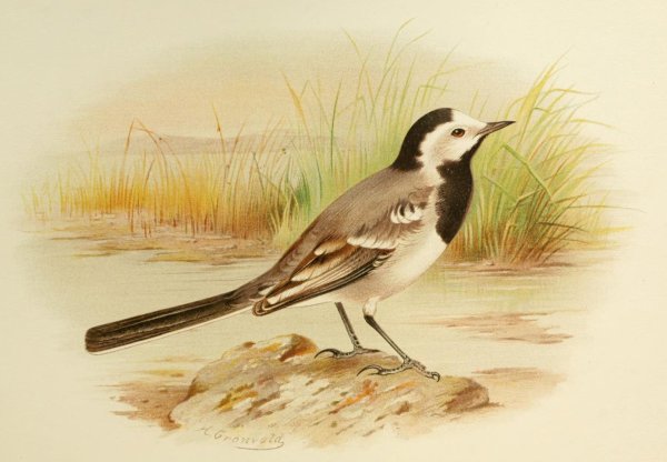 Рисование трясогузки