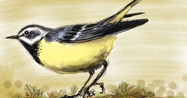 Трясогузка Луговая птица