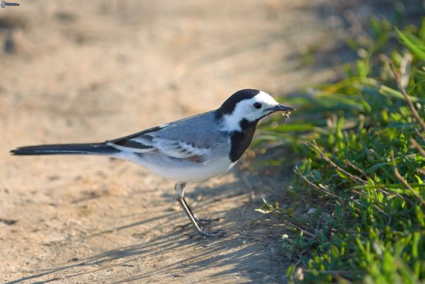 Отряд трясогузки