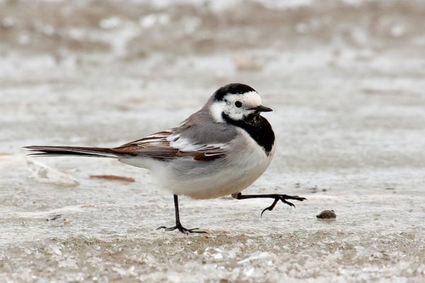 Трясогузка Перелетная птица
