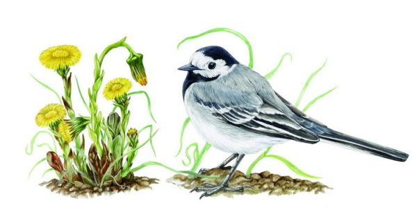 Трясогузка на прозрачном фоне