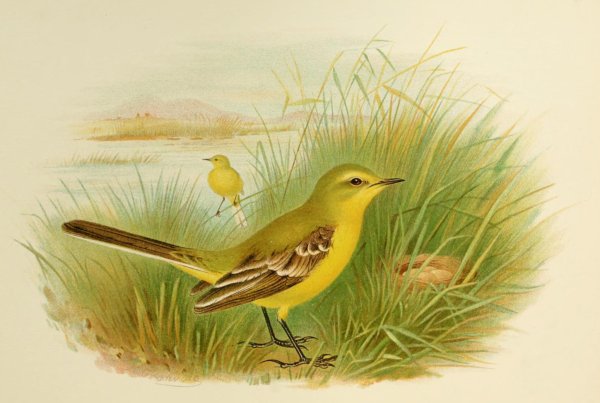 Трясогузка и Ласточка