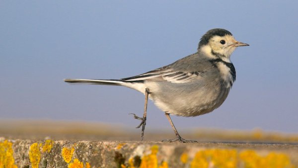 Трясогузка лазоревка