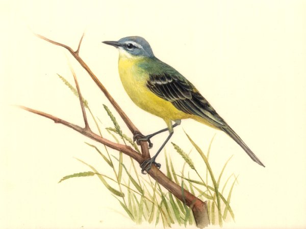 Трясогузка Перелетная птица