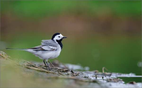 Трясогузка с жуком