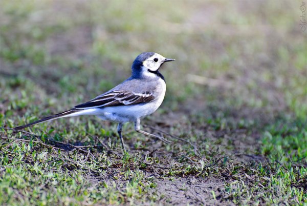 Брачный танец трясогузки