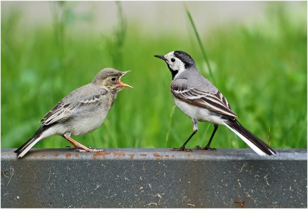 Кайгородов из царства пернатых