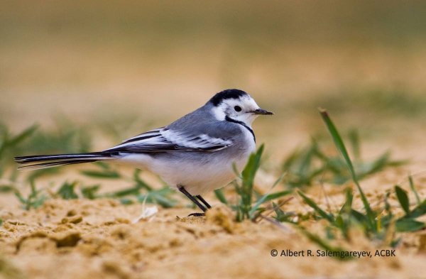 Длиннохвостая трясогузка