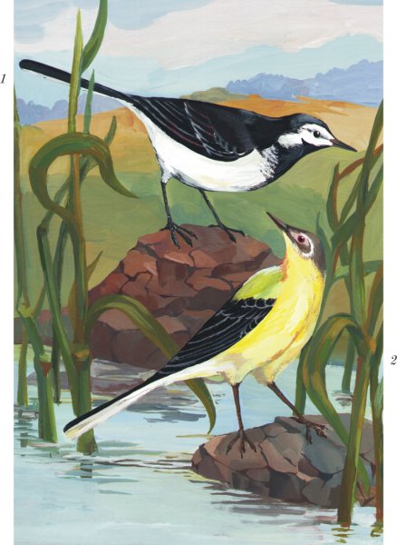 Птичка трясогузка