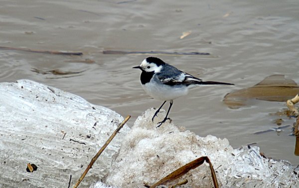 Трясогузка белая трясогузка