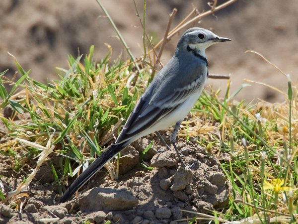 Трясогузка и Ласточка