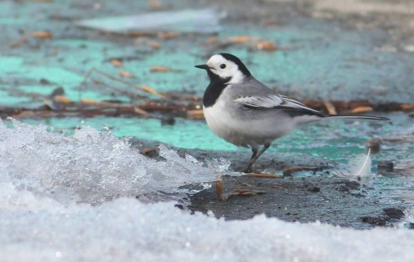 Белая трясогузка