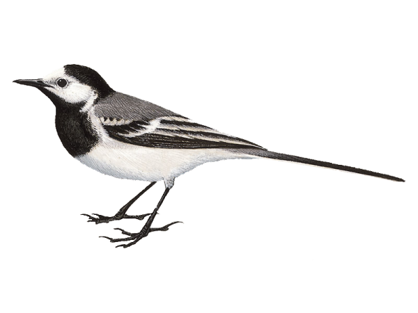 Трясогузка вектор