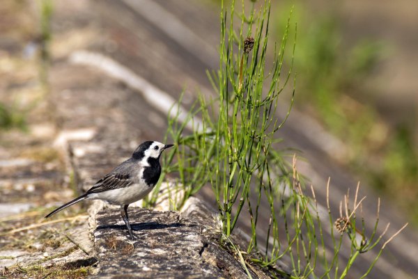 Белая трясогузка