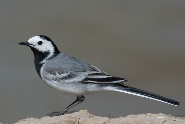Трясогузка Перелетная птица