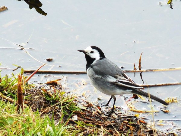Птицы весной трясогузка
