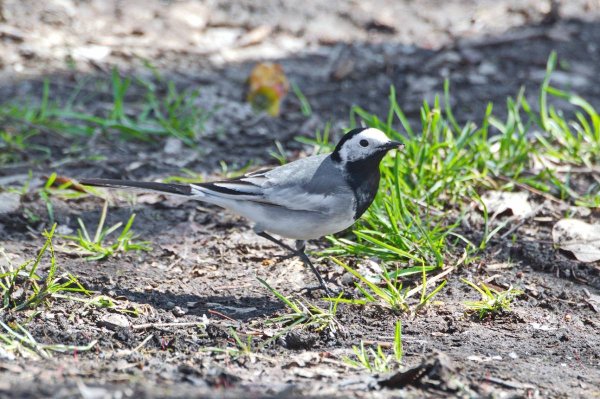 Зеленая трясогузка