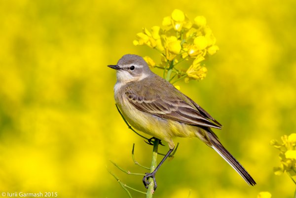 Белая трясогузка осенью