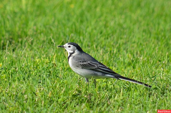 Трясогузка белая трясогузка