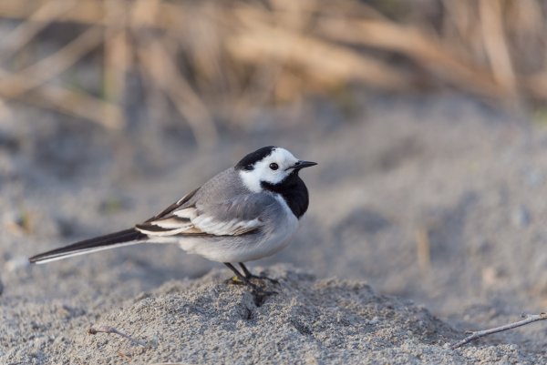 Сообщение о трясогузке