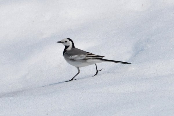 Трясогузка Плиска