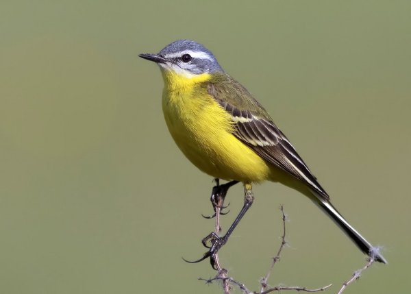 Трясогузка Перелетная