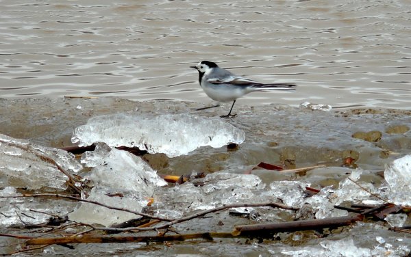 Трясогузка голубая