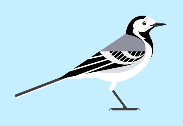 Трясогузка обыкновенная