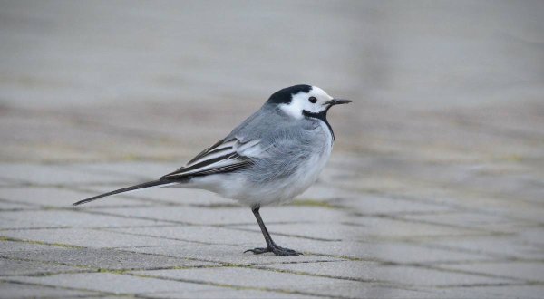 Трясогузка полет