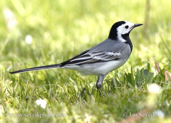 Иволга раскраска для детей