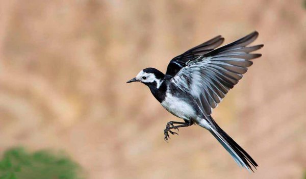 Трясогузка Перелетная птица