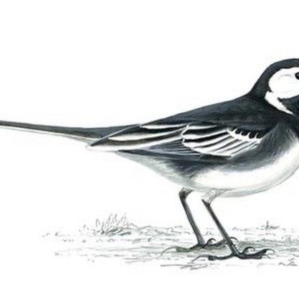 Серая трясогузка