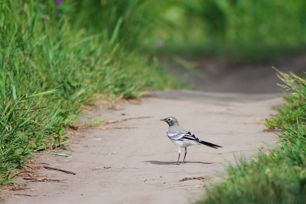 Трясогузка Дрозд