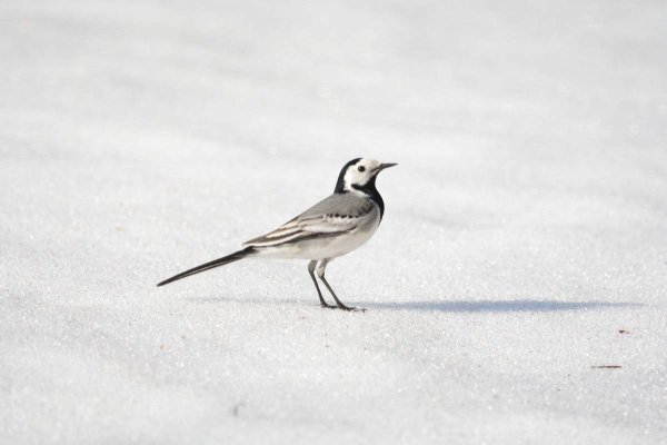 Motacilla Alba