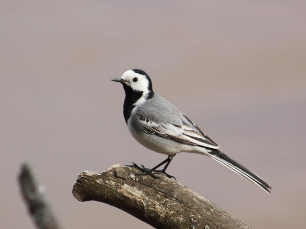 Ледоломка птица