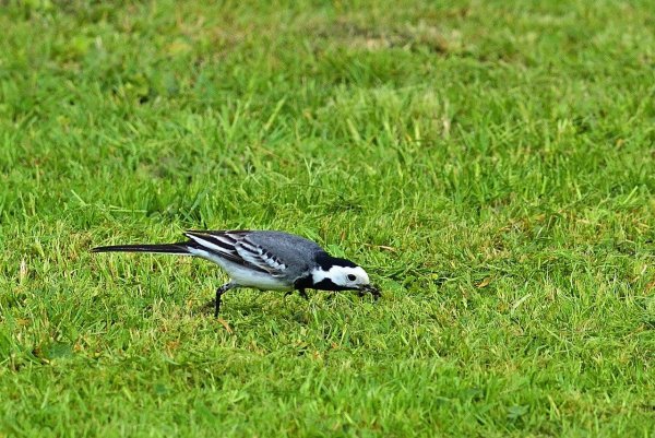 Трясогузка ледоломка