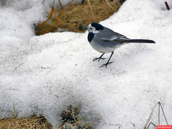 Трясогузка акварель
