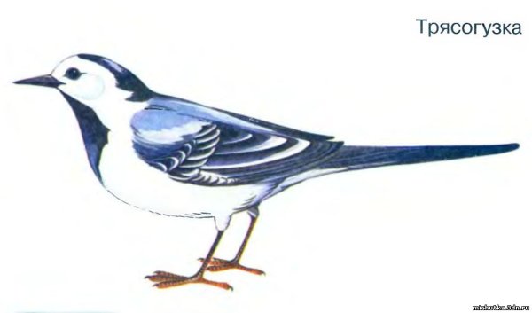 Трясогузка полет