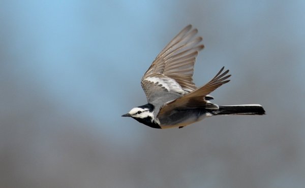 Подвиды белой трясогузки